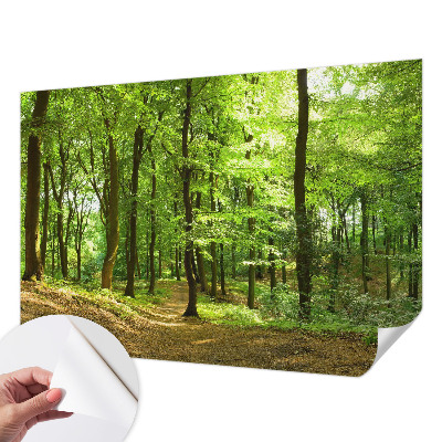 3D fotobehang met een naturel padontwerp