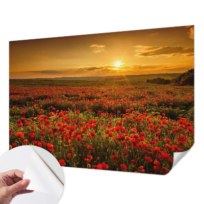 3D fotobehang met een veld van klaprozen
