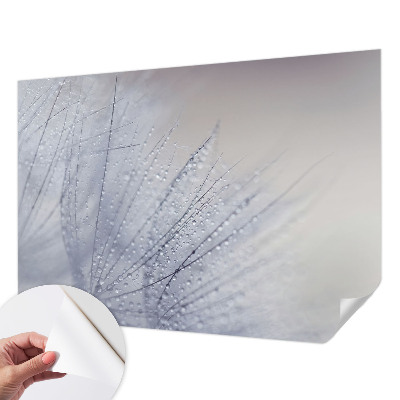 Fotobehang zelfklevend Dauwige paardenbloem