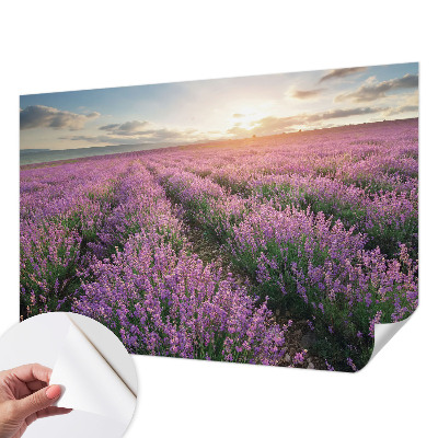 Zelfklevend fotobehang op maat met motief van lavendelvelden