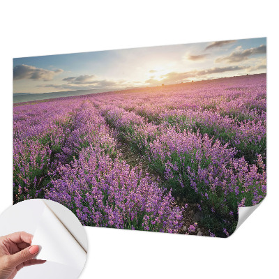 Zelfklevend fotobehang op maat Lavendelvelden