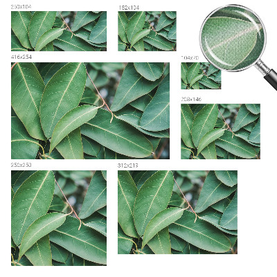 Zelfklevend fotobehang met print van groene bladeren