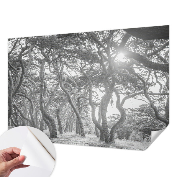 Foto behang voor de keuken Atmosferisch bos