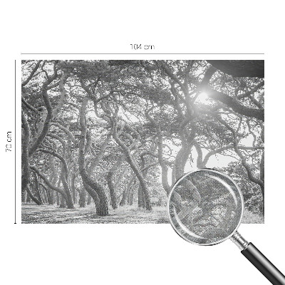 Foto behang voor de keuken Atmosferisch bos