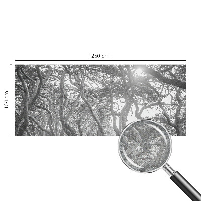 Foto behang voor de keuken Atmosferisch bos