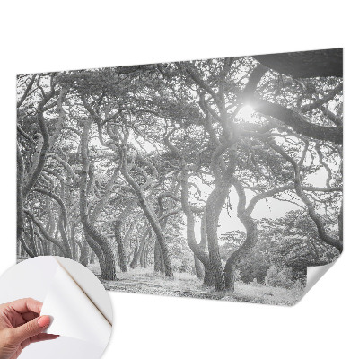 Foto behang voor de keuken Atmosferisch bos