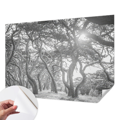 Foto behang voor de keuken Atmosferisch bos