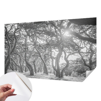 Foto behang voor de keuken Atmosferisch bos