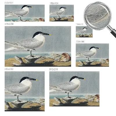 Fotobehang voor kinderkamer met elegante vogels als ornithologisch motief
