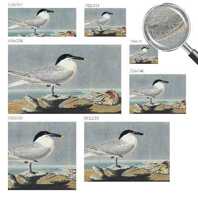 Fotobehang voor kinderkamer Ornithologische elegantie