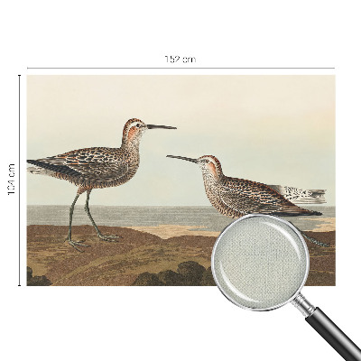 Fotobehang voor de kinderkamer Silhouetten van vogels