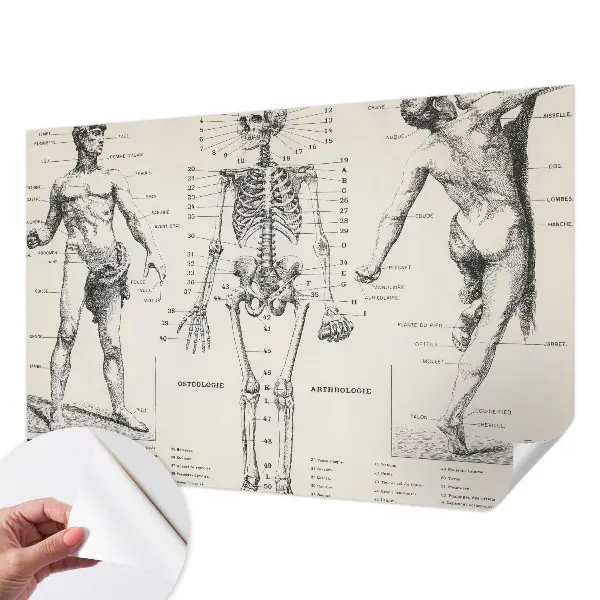 Zelfklevend fotobehang met klassiek anatomisch ontwerp
