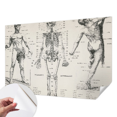 Zelfklevend fotobehang met klassiek anatomisch ontwerp