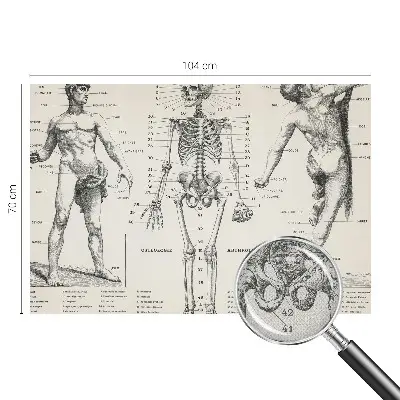 Zelfklevend fotobehang met klassiek anatomisch ontwerp
