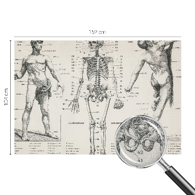 Zelfklevend fotobehang Klassieke anatomie