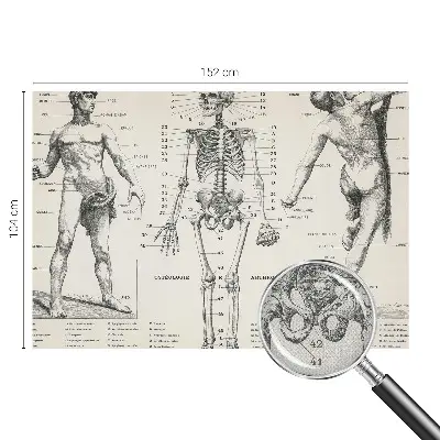 Zelfklevend fotobehang met klassiek anatomisch ontwerp