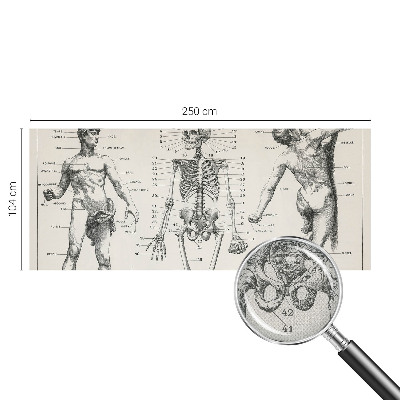 Zelfklevend fotobehang Klassieke anatomie