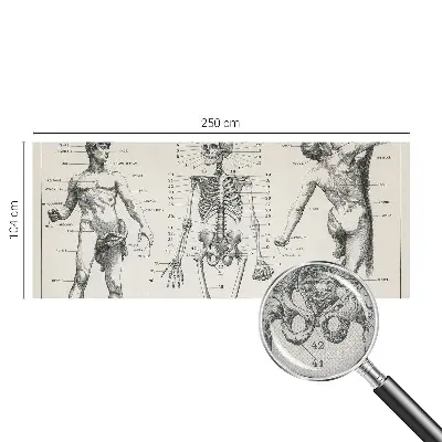 Zelfklevend fotobehang met klassiek anatomisch ontwerp