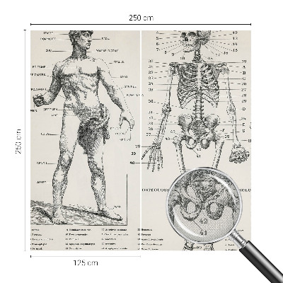 Zelfklevend fotobehang Klassieke anatomie