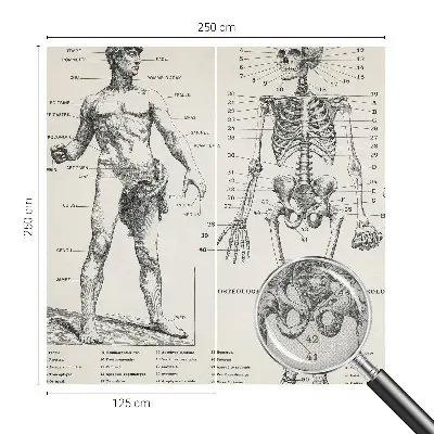 Zelfklevend fotobehang met klassiek anatomisch ontwerp