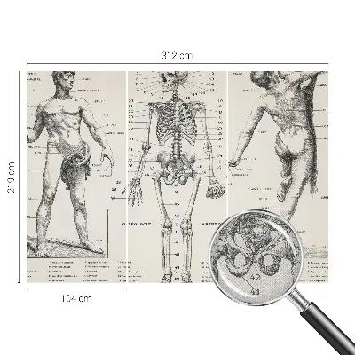 Zelfklevend fotobehang met klassiek anatomisch ontwerp