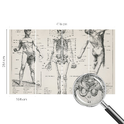 Zelfklevend fotobehang Klassieke anatomie