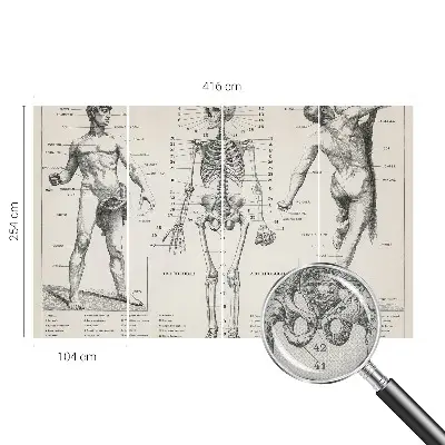 Zelfklevend fotobehang met klassiek anatomisch ontwerp