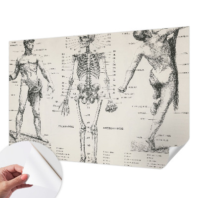 Zelfklevend fotobehang Klassieke anatomie