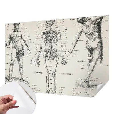 Zelfklevend fotobehang met klassiek anatomisch ontwerp