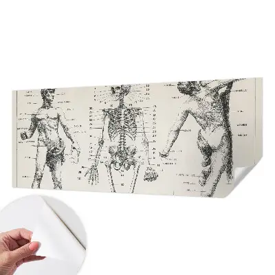 Zelfklevend fotobehang met klassiek anatomisch ontwerp