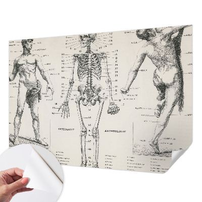 Zelfklevend fotobehang Klassieke anatomie