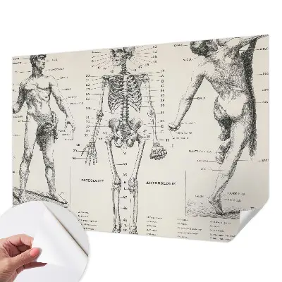 Zelfklevend fotobehang met klassiek anatomisch ontwerp