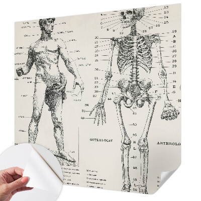 Zelfklevend fotobehang Klassieke anatomie