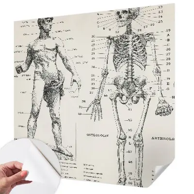 Zelfklevend fotobehang met klassiek anatomisch ontwerp