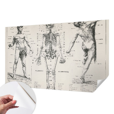 Zelfklevend fotobehang Klassieke anatomie