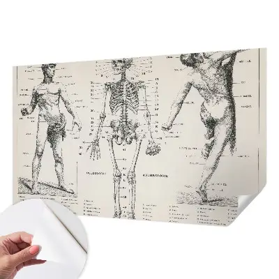 Zelfklevend fotobehang met klassiek anatomisch ontwerp
