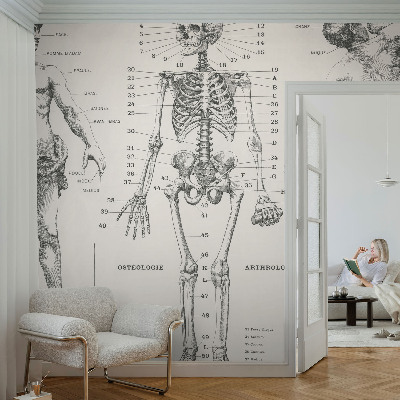 Zelfklevend fotobehang Klassieke anatomie