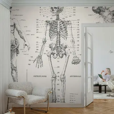 Zelfklevend fotobehang met klassiek anatomisch ontwerp