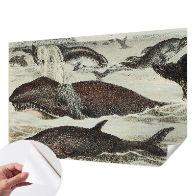 Zelfklevend fotobehang op maat met een ontwerp van zeedieren