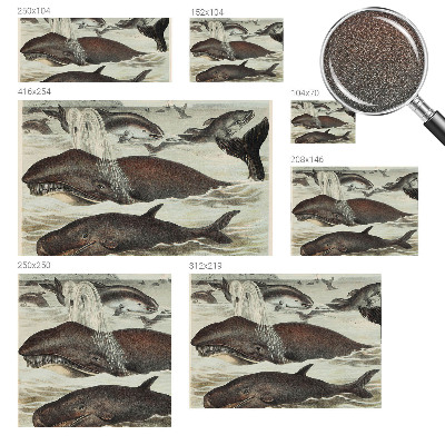 Zelfklevend fotobehang op maat Zeedieren
