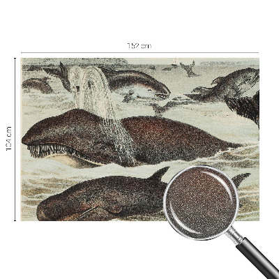 Zelfklevend fotobehang op maat Zeedieren