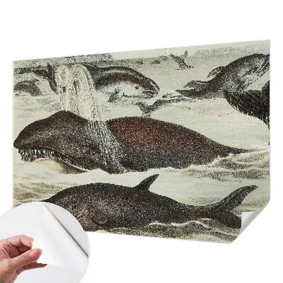Zelfklevend fotobehang op maat met een ontwerp van zeedieren