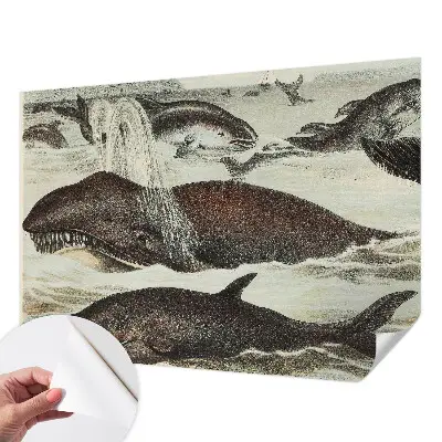 Zelfklevend fotobehang op maat met een ontwerp van zeedieren