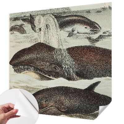 Zelfklevend fotobehang op maat Zeedieren