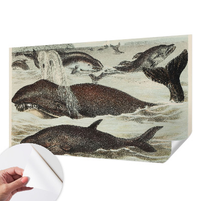 Zelfklevend fotobehang op maat Zeedieren