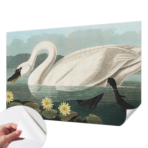 Zelfklevend fotobehang met afbeelding van een zwaan tussen waterlelies