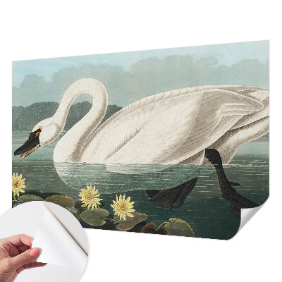 Zelfklevend fotobehang met afbeelding van een zwaan tussen waterlelies