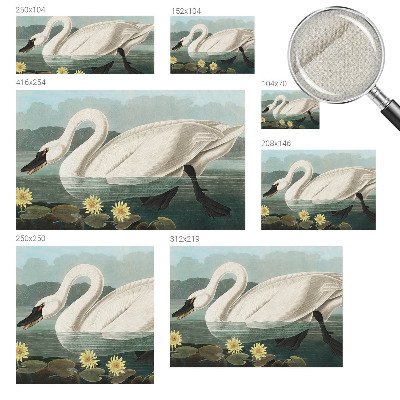 Zelfklevend fotobehang met afbeelding van een zwaan tussen waterlelies