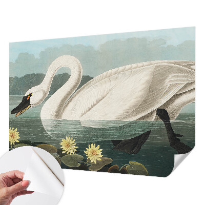 Zelfklevend fotobehang met afbeelding van een zwaan tussen waterlelies