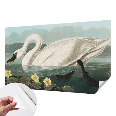 Zelfklevend fotobehang met afbeelding van een zwaan tussen waterlelies